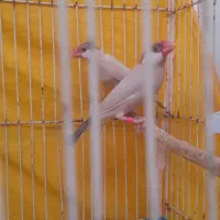 فنچ نرگسی شکولاتی مولد