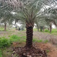 فروش انواع نخل خرما درخت مرکبات|خدمات باغبانی و درختکاری|کاشان, الغدیر|دیوار