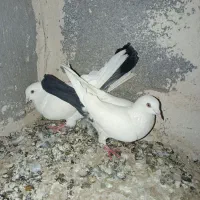 کبوتر خاصا|حیوانات|بناب, |دیوار