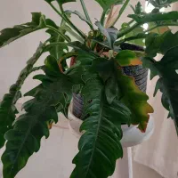 گل طبیعی قیمت مناسب|گل و گیاه طبیعی|شاهرود, |دیوار