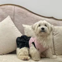 واگذاری شیتزو ماده