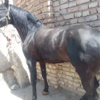 خرید و فروش اسب باری و سواری