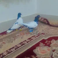 انگشتر نقره