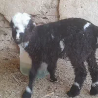 بره شیری
