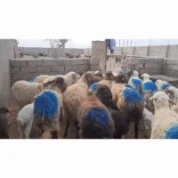 میش|حیوانات مزرعه|سلامی, |دیوار