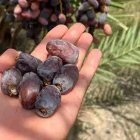 خرما|خوردنی و آشامیدنی|تهران, شهرک ولیعصر شمالی|دیوار