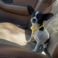 ماده شیهواوا سایز صفر اپل هد|سگ|بم, |دیوار