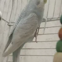 مرغ عشق ماده جوان