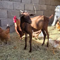 بز و میش|حیوانات مزرعه|بم, |دیوار