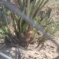 فروش و کاشت  درختان گرمسیری، گل ،گیاه ،سم وکود