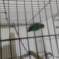 یک عدد طوطی برزیلی سبز سر سیاه|پرنده|برازجان, |دیوار