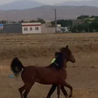 مادیان خالص ایرانی