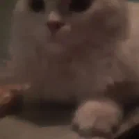 گربه گمشده