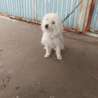 سگ شیتزو نر سفید برفی درخمت دوستان هستیم