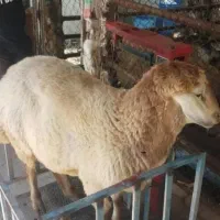 دام زنده همراه با قص/اب