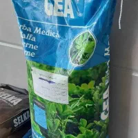 بذر یونجه جیای ایتالیا