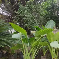 فروش عمده گل بابا آدم نژاد حاره ای جاینت در نوشهر|گل و گیاه طبیعی|تهران, تهرانپارس غربی|دیوار