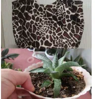 کیف وسایل|کیف، کفش، کمربند|مرند, |دیوار