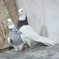 طوقی|پرنده|شاهین‌شهر, نبوت|دیوار