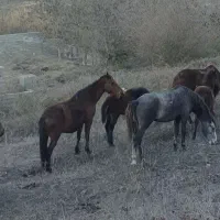 گله اسب ۹ تایی|اسب و تجهیزات اسب‌سواری|پول, |دیوار