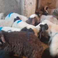 گوسفند زنده شرق غرب تهران باقصاب