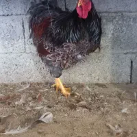 ویاندت بلو رد و اورنج