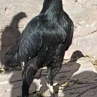 خروس لاری|حیوانات مزرعه|تربت‌حیدریه, بالا ولایت|دیوار