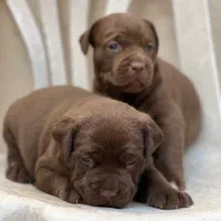 سگ پیتبول بمب|سگ|شیراز, میانرود|دیوار