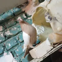 سینه زرد ماده خوشگل