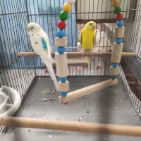 مرغ عشق نر ماده|پرنده|هشتگرد, هشتگرد قدیم|دیوار