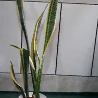 هدیه روز مادر|گل و گیاه طبیعی|نجفآباد, جعفرآباد|دیوار