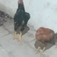 خروس ومرغ لاری|حیوانات مزرعه|تبریز, |دیوار