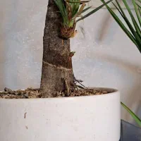 انواع بنسای یوکا و ...|گل و گیاه طبیعی|کرج, بنیاد|دیوار