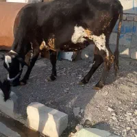 ۸ عدد گاو درجه یک یک مخصوص داشتی همشون ابستن هستن|حیوانات مزرعه|ثلاث باباجانی, |دیوار