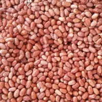 سنجد شکر پاره|خوردنی و آشامیدنی|شادیان, |دیوار