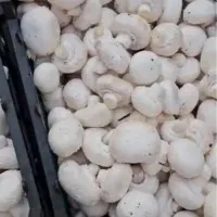 قارچ فله و اسلایس درجه یک