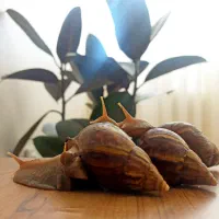 حلزون آچانتیا