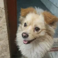 سگ پامر اشپیتز|سگ|بهارستان, |دیوار