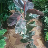 حراج انواع گل فروشی ارش|گل مصنوعی|لردگان, |دیوار