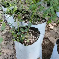 نهال بلوبری