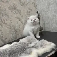 گربه اسکاتیش|گربه|زنجان, |دیوار