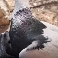 کفتر طوقی ماده|پرنده|زید آباد, |دیوار