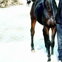 کره اسب نریان کرد. عشق بازش باشی از فیلم میفهمی|اسب و تجهیزات اسب‌سواری|فامنین, |دیوار