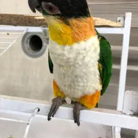 کایک سرسیاه سخنگو|پرنده|تهران, جردن|دیوار