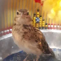 س ه ر ه خ ا ک ی|پرنده|تهران, تهرانسر شمالی|دیوار