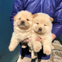 فروش توله چاوچاو چمپیون و خرسی اصل|سگ|کرج, مهرویلا شمالی|دیوار