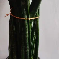 گل سانسوریا سالم وسرحال