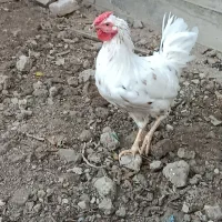 خروس گلین لر