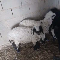 گوسفند نروماده