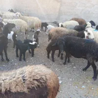 ۵۶راس میش کرد افشار|حیوانات مزرعه|آفتاب, |دیوار